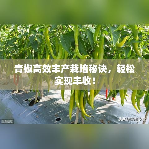 青椒高效豐產(chǎn)栽培秘訣，輕松實現(xiàn)豐收！
