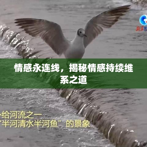 情感永連線，揭秘情感持續(xù)維系之道