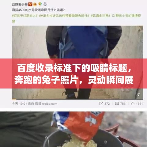 百度收錄標(biāo)準(zhǔn)下的吸睛標(biāo)題，奔跑的兔子照片，靈動瞬間展現(xiàn)活力魅力！