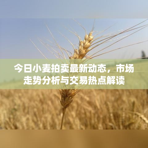 今日小麥拍賣最新動態(tài)，市場走勢分析與交易熱點解讀