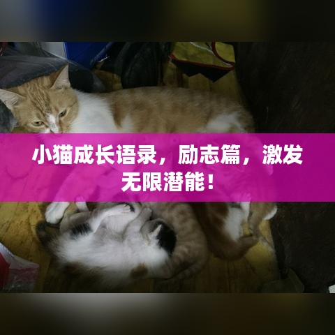 小貓成長(zhǎng)語(yǔ)錄，勵(lì)志篇，激發(fā)無(wú)限潛能！