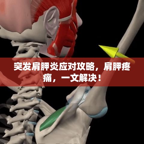 突發(fā)肩胛炎應(yīng)對(duì)攻略，肩胛疼痛，一文解決！