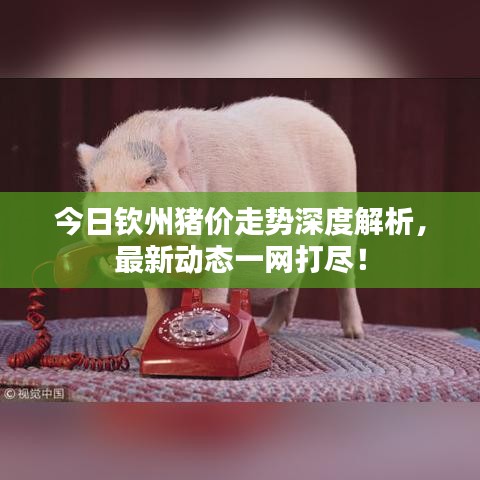 今日欽州豬價走勢深度解析，最新動態(tài)一網(wǎng)打盡！