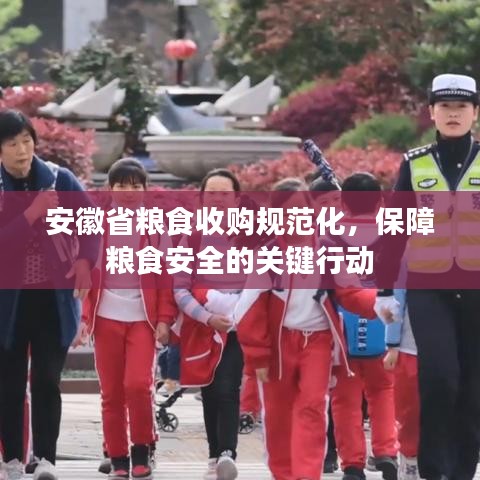 安徽省糧食收購規(guī)范化，保障糧食安全的關鍵行動