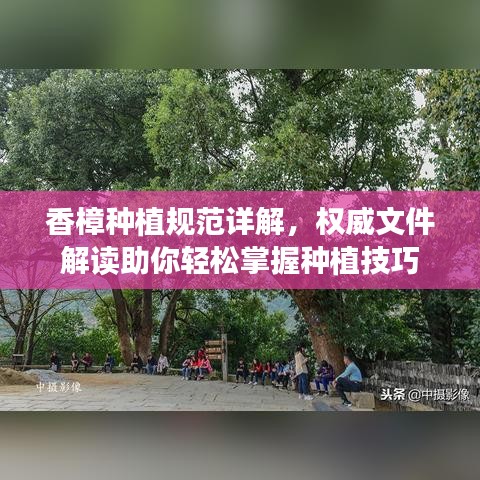 香樟種植規(guī)范詳解，權威文件解讀助你輕松掌握種植技巧
