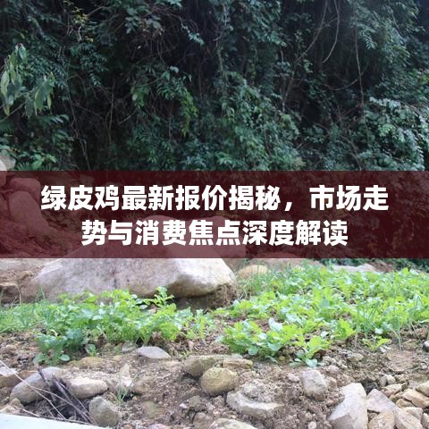 綠皮雞最新報(bào)價(jià)揭秘，市場(chǎng)走勢(shì)與消費(fèi)焦點(diǎn)深度解讀