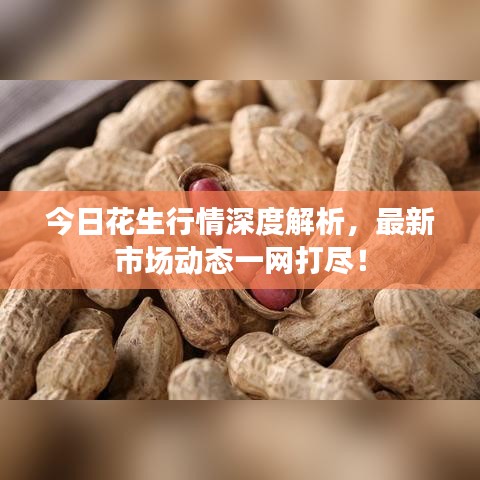 今日花生行情深度解析，最新市場動態(tài)一網(wǎng)打盡！