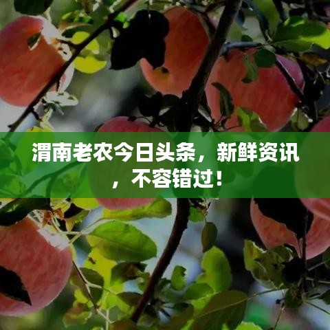 渭南老農(nóng)今日頭條，新鮮資訊，不容錯(cuò)過(guò)！