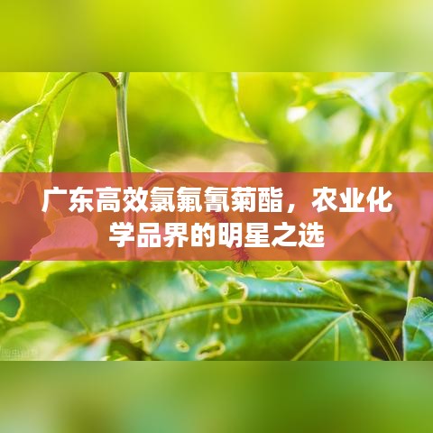 廣東高效氯氟氰菊酯，農(nóng)業(yè)化學(xué)品界的明星之選