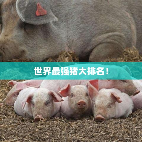 世界最強(qiáng)豬大排名！