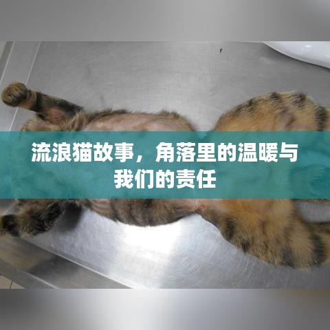 流浪貓故事，角落里的溫暖與我們的責任