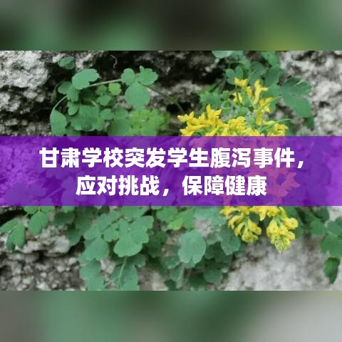 甘肅學(xué)校突發(fā)學(xué)生腹瀉事件，應(yīng)對(duì)挑戰(zhàn)，保障健康