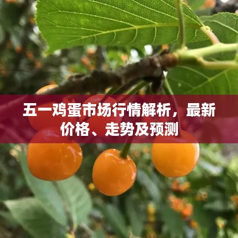 五一雞蛋市場行情解析，最新價格、走勢及預測