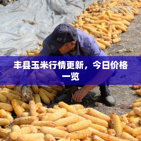 豐縣玉米行情更新，今日價(jià)格一覽