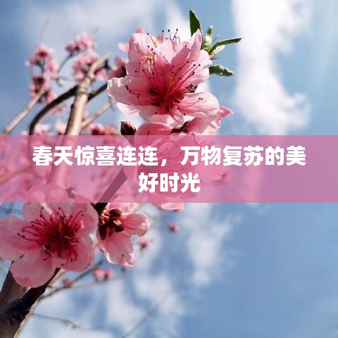 春天驚喜連連，萬(wàn)物復(fù)蘇的美好時(shí)光