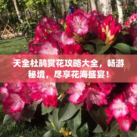 天全杜鵑賞花攻略大全，暢游秘境，盡享花海盛宴！