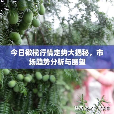 今日橄欖行情走勢(shì)大揭秘，市場(chǎng)趨勢(shì)分析與展望