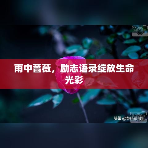 雨中薔薇，勵志語錄綻放生命光彩