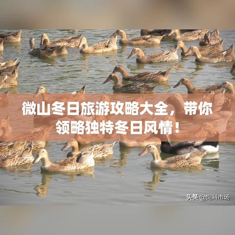 微山冬日旅游攻略大全，帶你領(lǐng)略獨(dú)特冬日風(fēng)情！