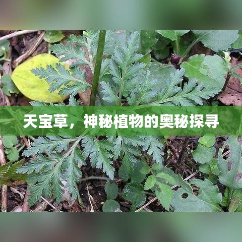 天寶草，神秘植物的奧秘探尋