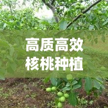 高質(zhì)高效核桃種植技術揭秘與未來發(fā)展展望