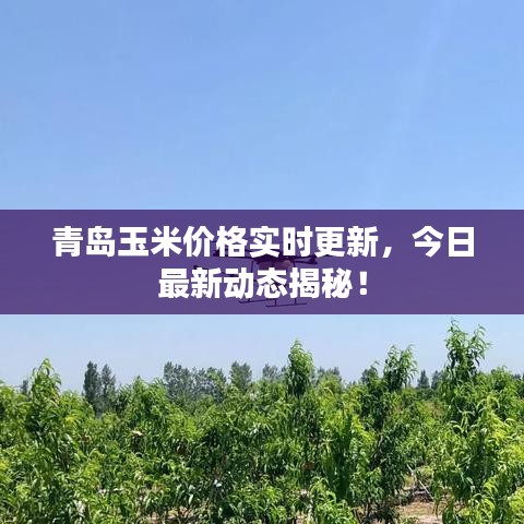 青島玉米價格實時更新，今日最新動態(tài)揭秘！